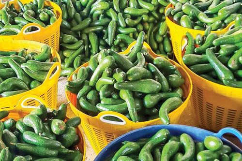 Nỗi buồn của nông dân Lâm Đồng khi bơ rớt giá