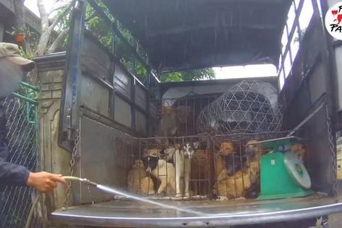 Báo cáo mới về hoạt động buôn bán thịt chó, mèo ở Việt Nam