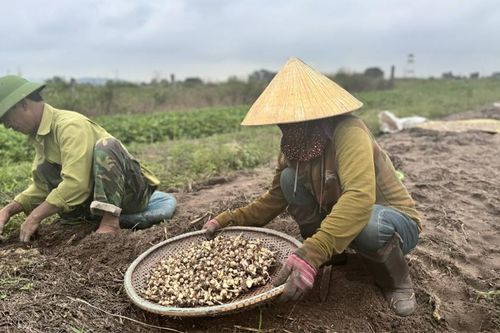 Giá nông sản hôm nay ngày 28/6/2024: Giá tiêu tăng mạnh; vải thiều cao gấp 3 lần năm ngoái