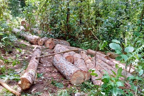 Khai thác trái phép rừng phòng hộ tại xã Tỏa Tình
