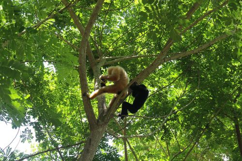 Đồng Nai sắp có trại nuôi khỉ xuất khẩu quy mô 12 ngàn con