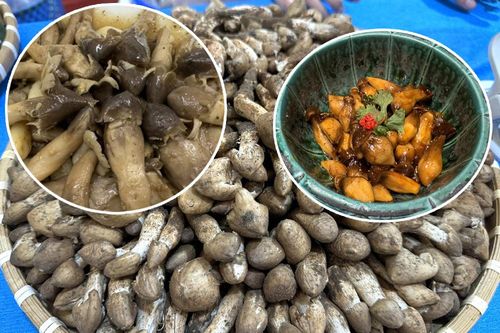Đặc sản nấm mối 'đắt xắt ra miếng'