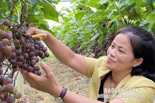 Nhân rộng mô hình trồng nho kết hợp du lịch trải nghiệm