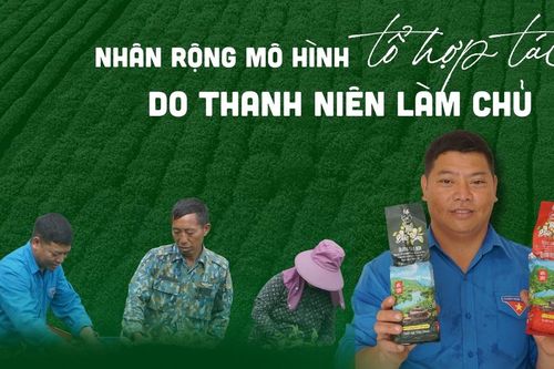 Nhân rộng mô hình tổ hợp tác do thanh niên làm chủ