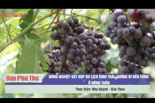 Nông nghiệp kết hợp du lịch sinh thái: Hướng đi bền vững ở nông thôn