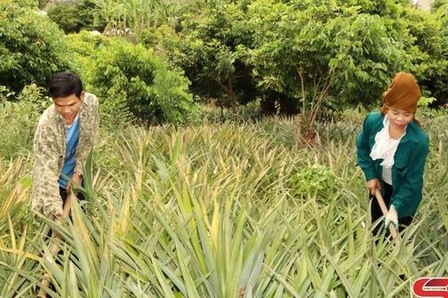 Nhân rộng mô hình kinh tế hiệu quả