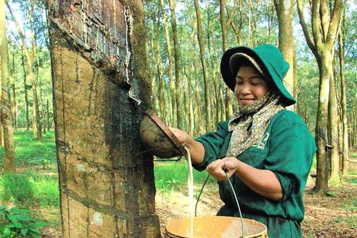 Cao su Việt Nam (GVR): Giá cao su tăng 18%, sản lượng cao su sẽ đạt đỉnh từ quý 2 trở đi