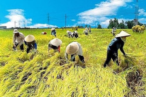 Đề xuất tiếp tục miễn thuế sử dụng đất nông nghiệp