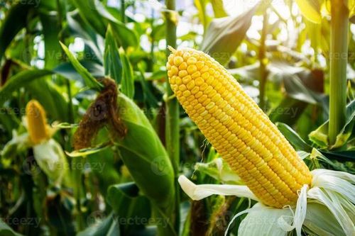 Nguy cơ 'chiến tranh lương thực' đang lớn dần