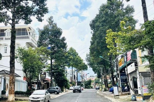 Gia Lai: Có 24 dự án trồng và chăm sóc cây xanh, phải cung cấp thông tin cho Bộ Công an