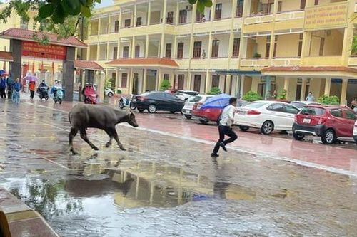 Trâu lao thẳng vào điểm thi tốt nghiệp Trung học phổ thông
