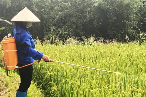 Tăng cường các giải pháp dập dịch châu chấu gây hại