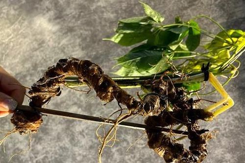 Cách nào để sâm Việt Nam phát huy lợi thế, cạnh tranh được với các loài sâm khác?
