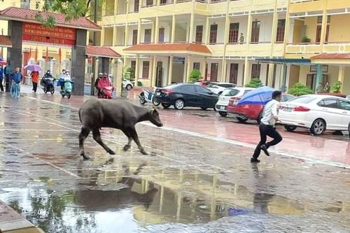 Trâu xổng chuồng bất ngờ lao vào một điểm thi tốt nghiệp và sân ủy ban