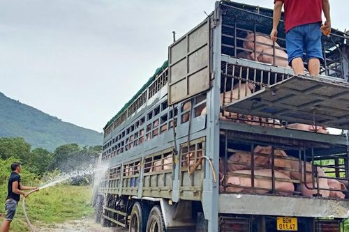 Đồng Nai: danh hiệu 'thủ phủ' chăn nuôi có nguy cơ không còn
