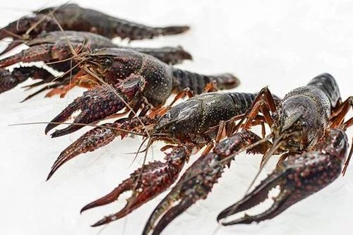 Kiểm tra, kiểm soát chặt chẽ việc nhập khẩu tôm hùm đất