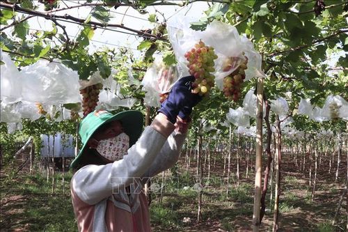 Khuyến khích đầu tư nông nghiệp công nghệ cao