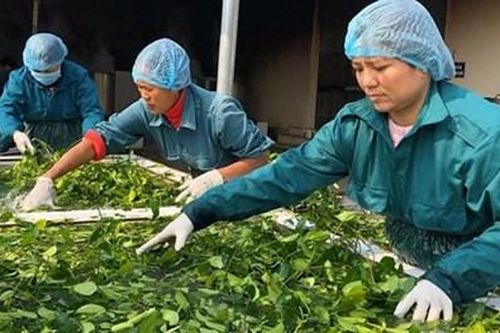 Góc nhìn nghị trường: Ưu tiên thúc đẩy phát triển dược liệu Việt Nam
