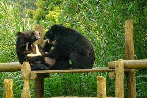 Ngôi nhà an toàn cho các cá thể gấu
