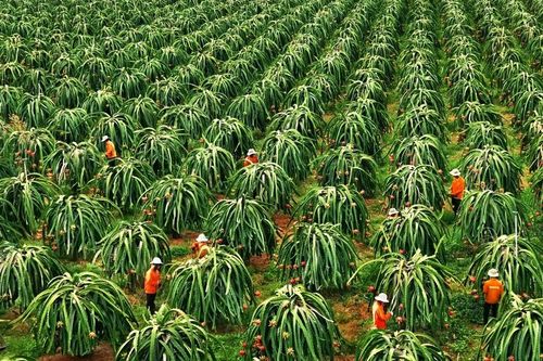 Diện tích thanh long Bình Thuận giảm hơn 7.000ha