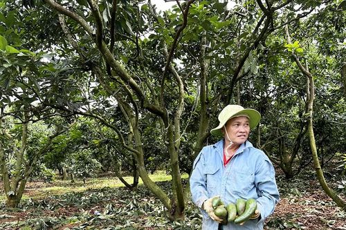 Giá bơ thấp kỷ lục, nông dân Lâm Đồng thất thu