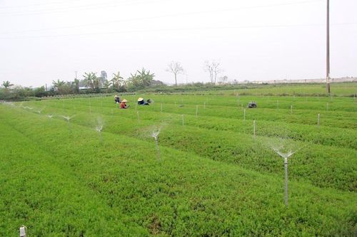 Loại rau dại mọc trên đất nhiễm mặn, một nông dân trồng thành công