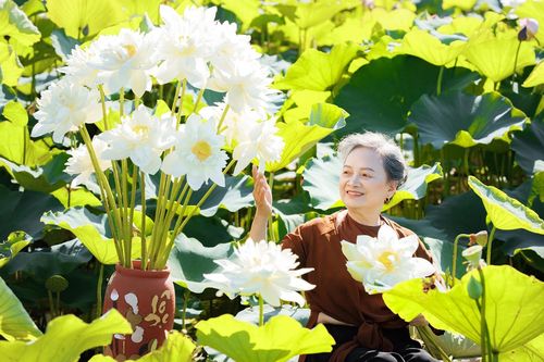 Cụ bà U80 ở Hải Dương chụp ảnh cùng sen, dân mạng khen nức nở