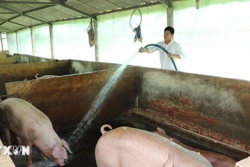 Đồng Nai yêu cầu ngừng chăn nuôi tại các cơ sở chưa đủ thủ tục về môi trường