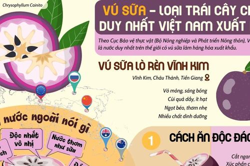 Việt Nam là nước duy nhất trên thế giới xuất khẩu vú sữa