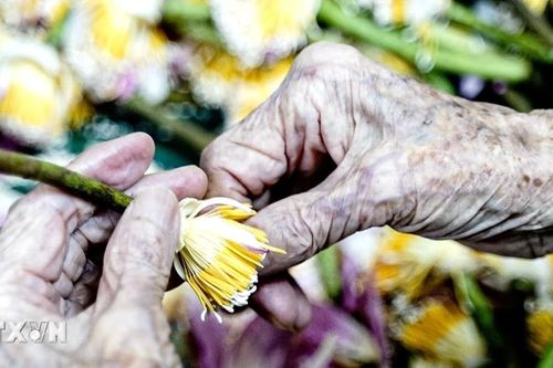 Nghệ nhân trăm tuổi gắn bó với nghề ướp trà sen truyền thống Tây Hồ