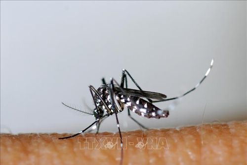 Tìm ra cơ chế hút máu của muỗi
