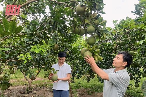 Thọ Xuân chuyển đổi cơ cấu cây trồng nâng cao hiệu quả sản xuất
