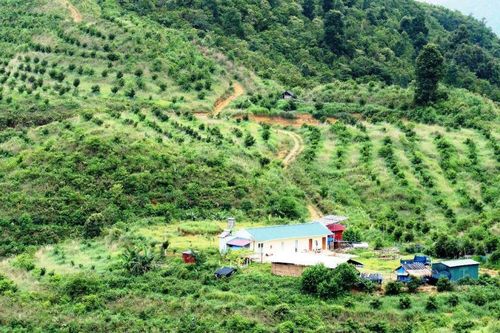 Đưa Lai Châu trở thành 'thủ phủ mắc-ca'