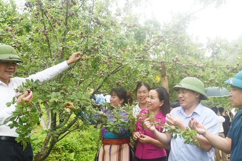 Đặc sắc Lễ hội 'Mận Tả van' lần thứ 2 huyện Si Ma Cai