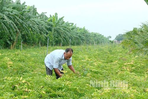 Nâng cao uy tín, giá trị sản phẩm dược liệu từ truy xuất nguồn gốc