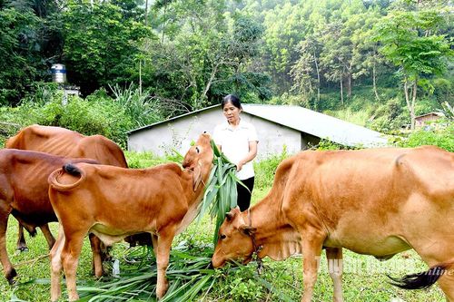 Cần câu giúp nông dân thoát nghèo
