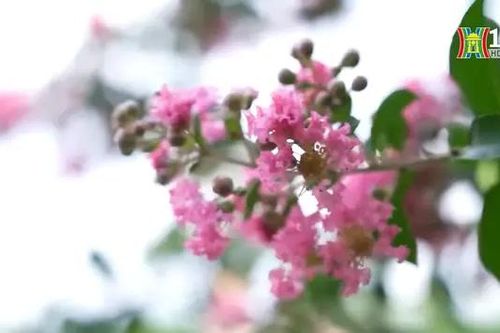 Tam Hiệp - Thanh Trì, vườn hoa tường vi khoe sắc