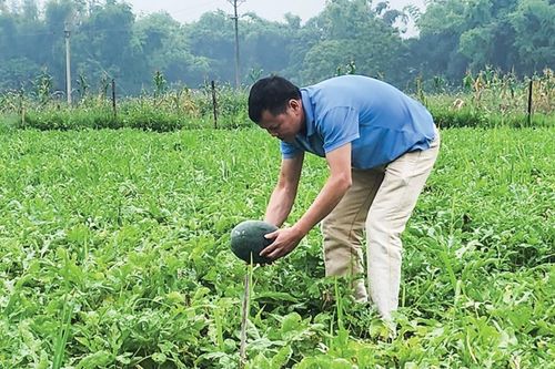 Hòa An phát triển rau màu hàng hóa
