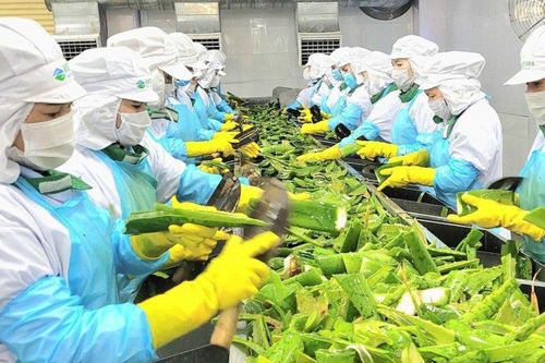 GC Food - nhà sản xuất nha đam, thạch dừa hàng đầu Việt Nam