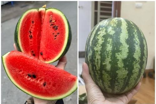 Dưa hấu mini Hàn Quốc bất ngờ bán đầy chợ với giá 'siêu rẻ'