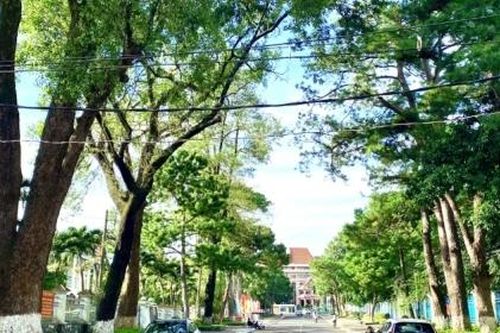 Bộ Công an yêu cầu Gia Lai cung cấp thông tin 24 dự án cây xanh