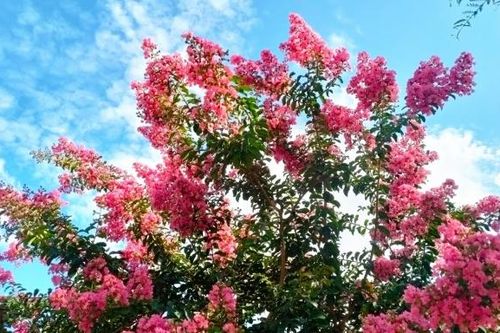 Quang Bình (Hà Giang) rực rỡ sắc hoa tường vi