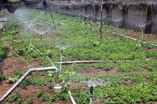 Phục hồi sau hạn, mặn vùng ven biển - Bài cuối: Sống chung với hạn mặn