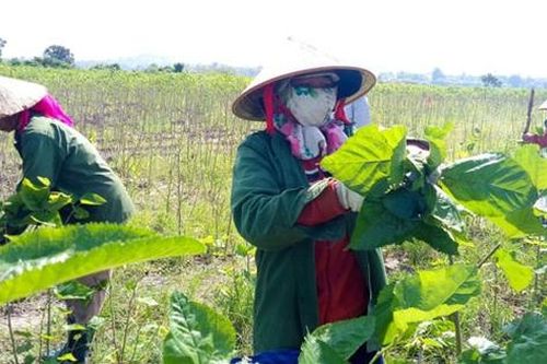 Trồng dâu nuôi tằm thay đổi kinh tế gia đình