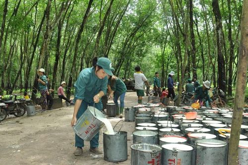 Cao su Phước Hòa sẽ chuyển 10.900ha đất cao su để sử dụng cho mục đích khác