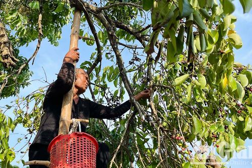 Về Bảy Núi, thưởng thức trái trâm cuối vụ