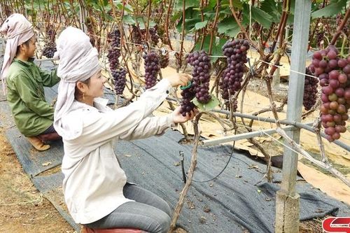 Trồng nho gắn với du lịch trải nghiệm