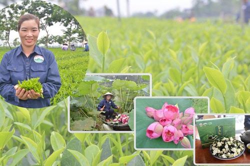 Cô gái Hà Giang 'bén duyên' với cây chè đất Thái