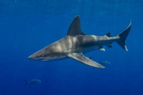 Mỹ: Người đàn ông ở Florida nguy kịch sau khi bị cá mập tấn công