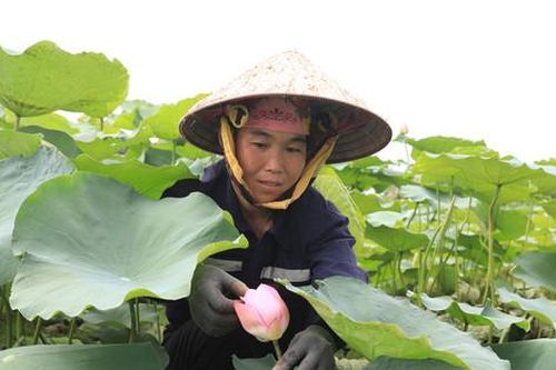 Khôi phục, phát triển sen Bách Diệp hồ Tây